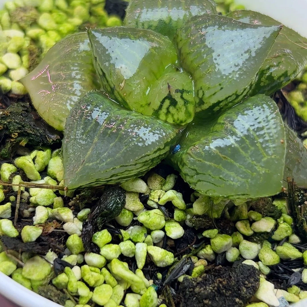 实生裹特选十二卷多肉植物