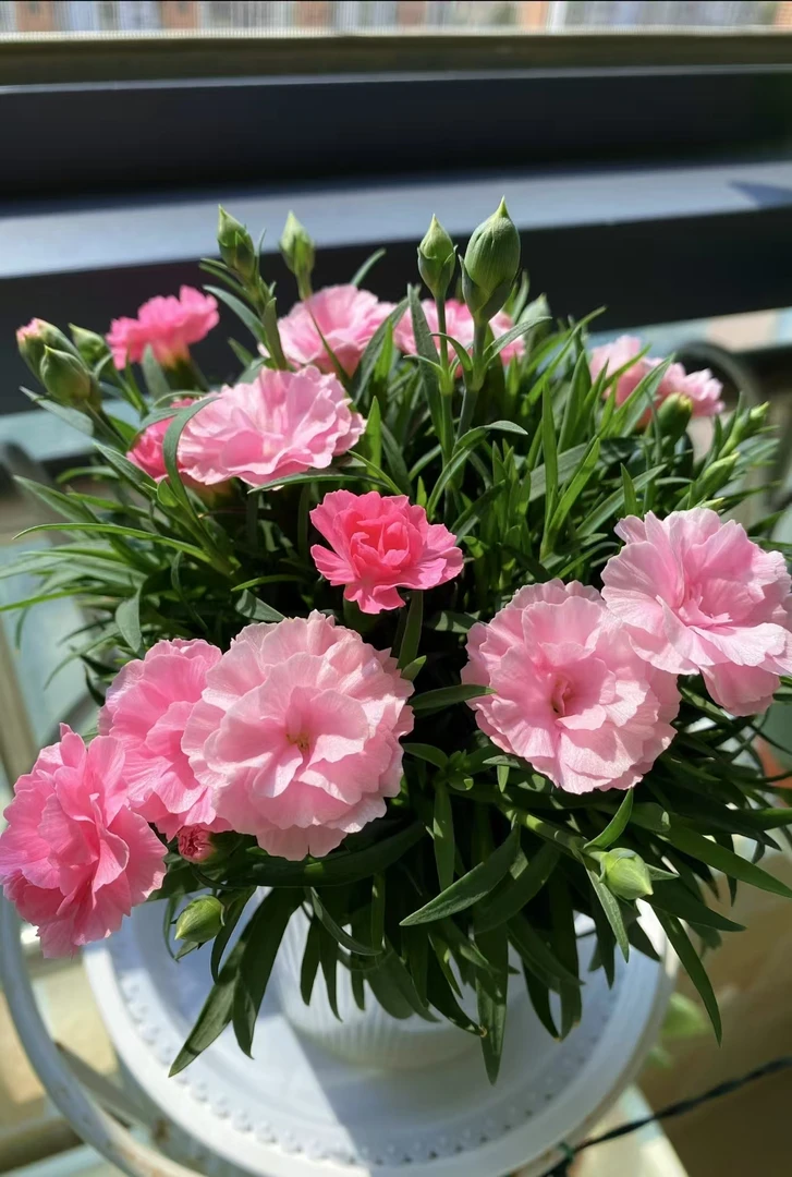 【康乃馨】盆栽室内外可养盆栽地栽植物花卉  四季开花