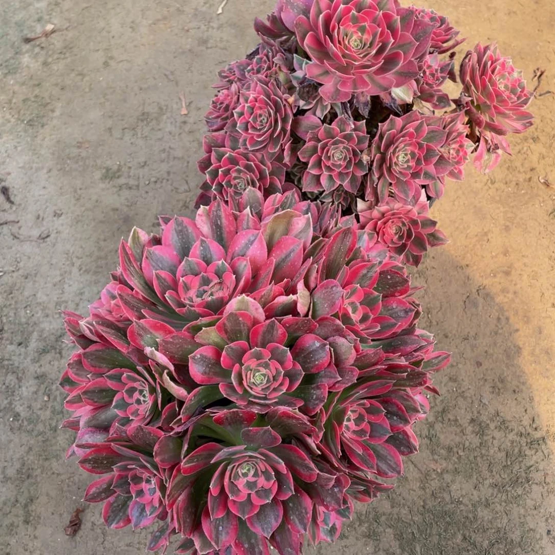 精品法师多肉女郎绣球加七彩石617