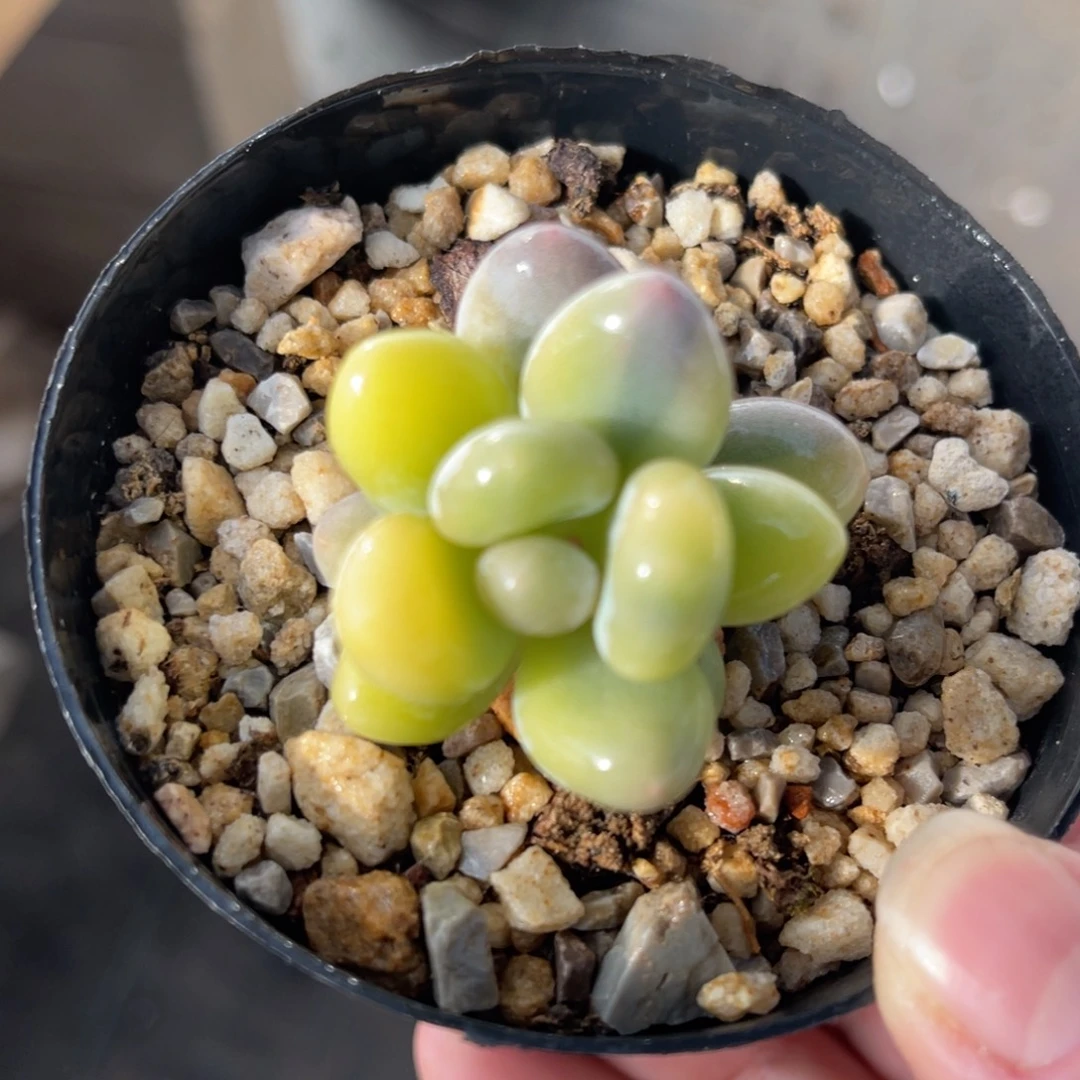 奶酪锦 一物一拍不支持退换