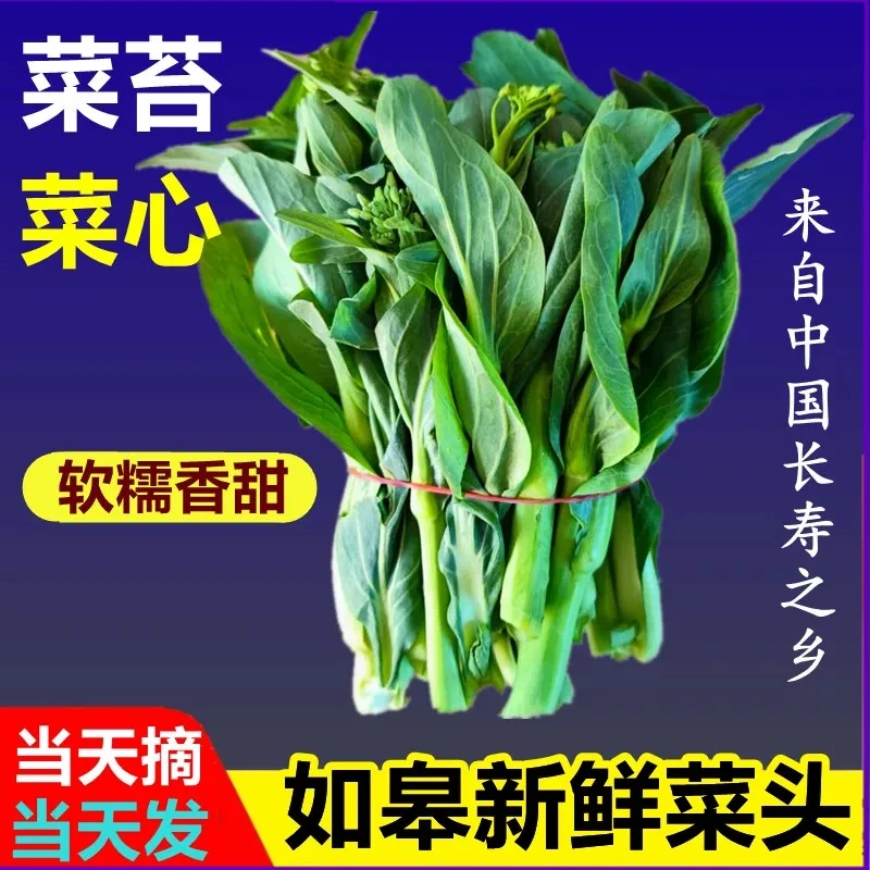 【顺丰包邮】如皋菜苔菜心鲜采摘(3斤装、5斤装)