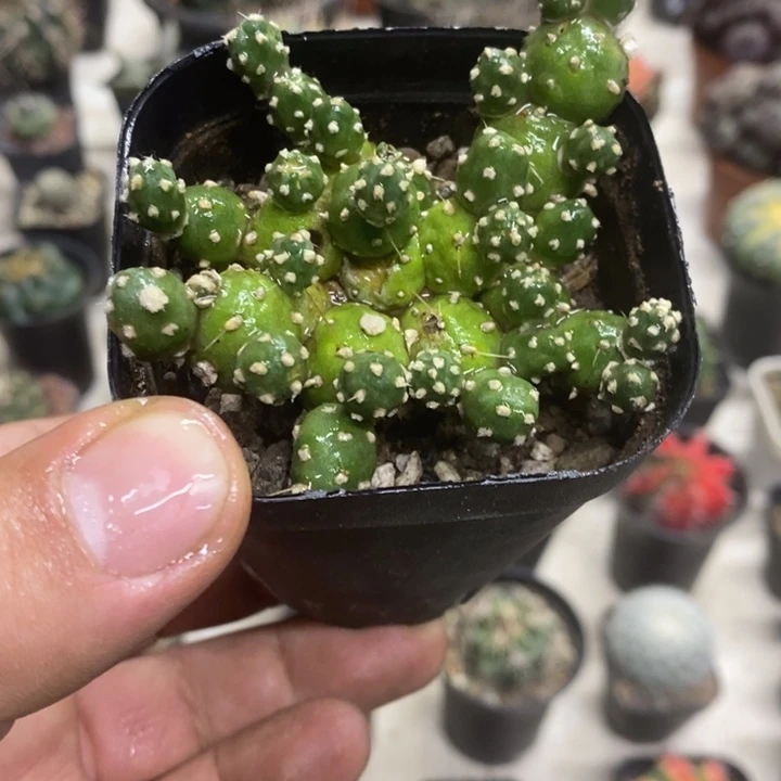 罗西安娜特价福利