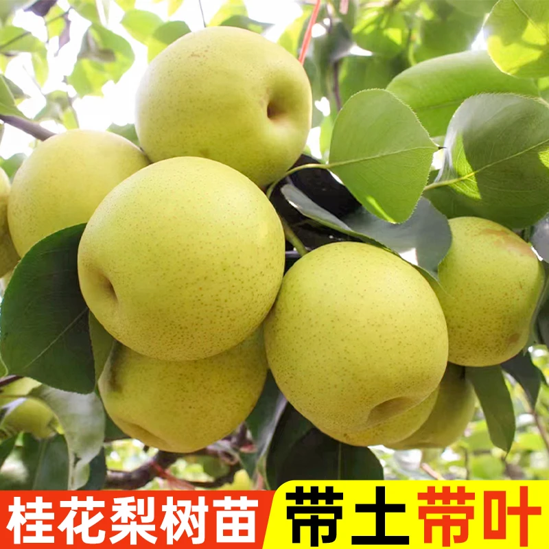 精品桂花梨树苗盆栽地栽庭院南北方种植云南红梨嫁接高产包成活
