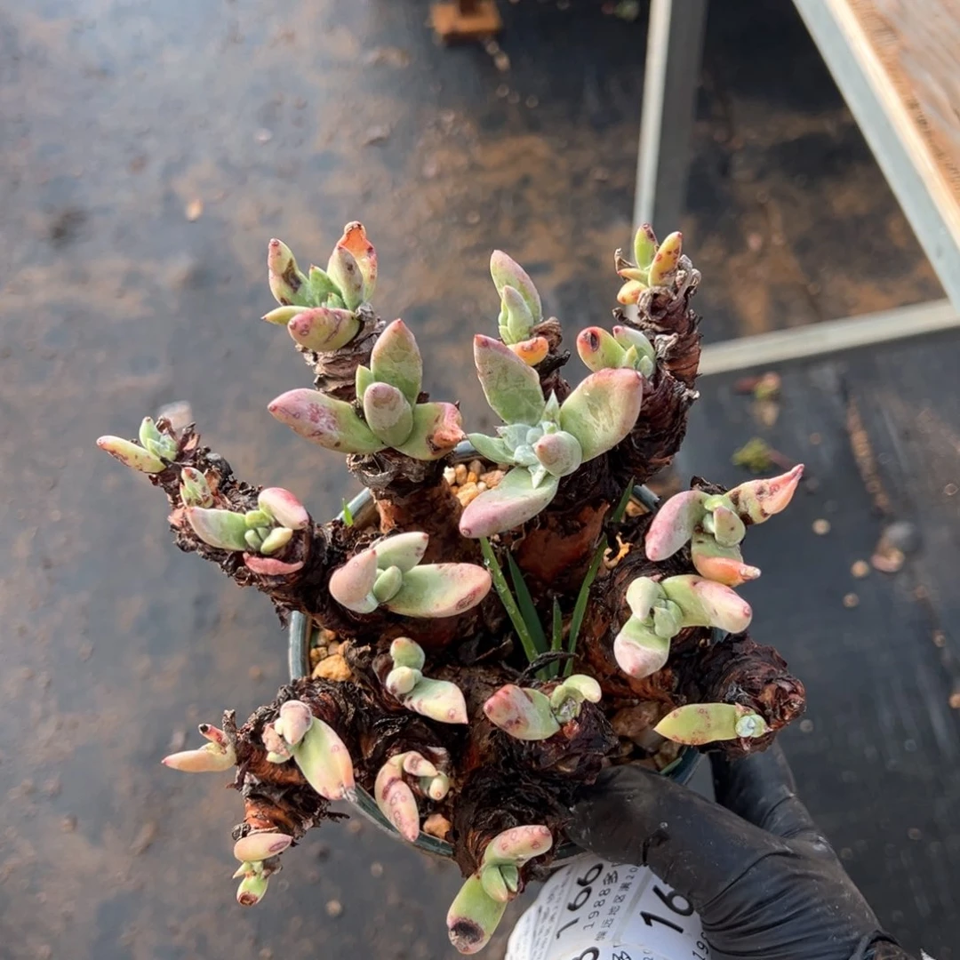 145微瑕福利群生多肉