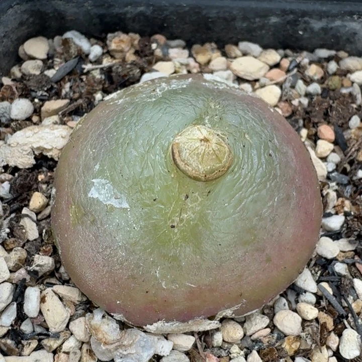 老马生石花3.4灯泡母本2827