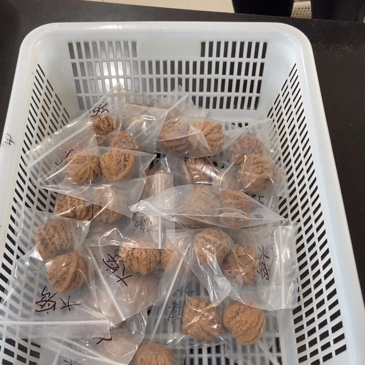 吊坠文玩核桃大密一般对