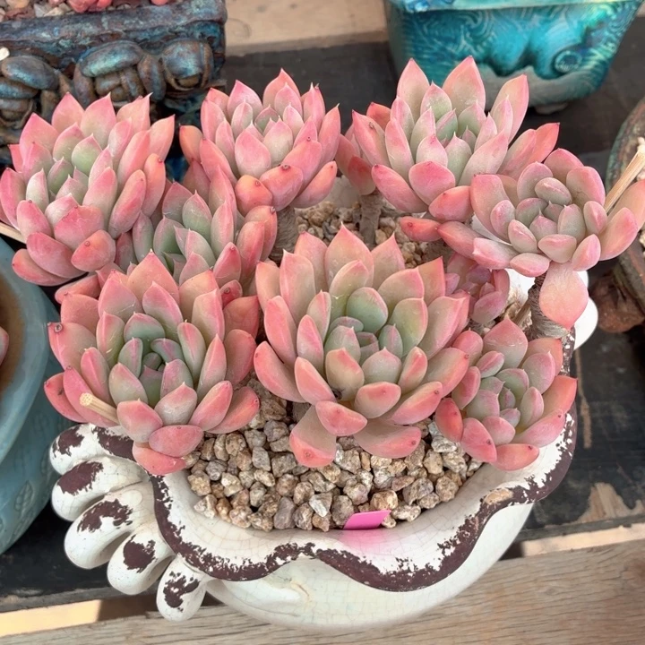 多肉植物 迈达斯国王-4