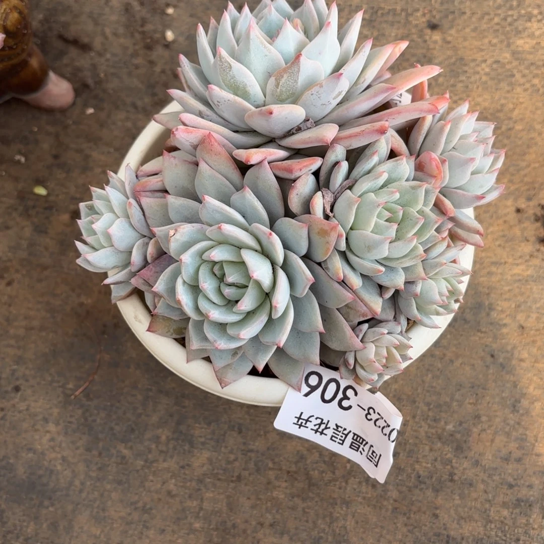 闲**看同温层多肉粉蓝鸟306