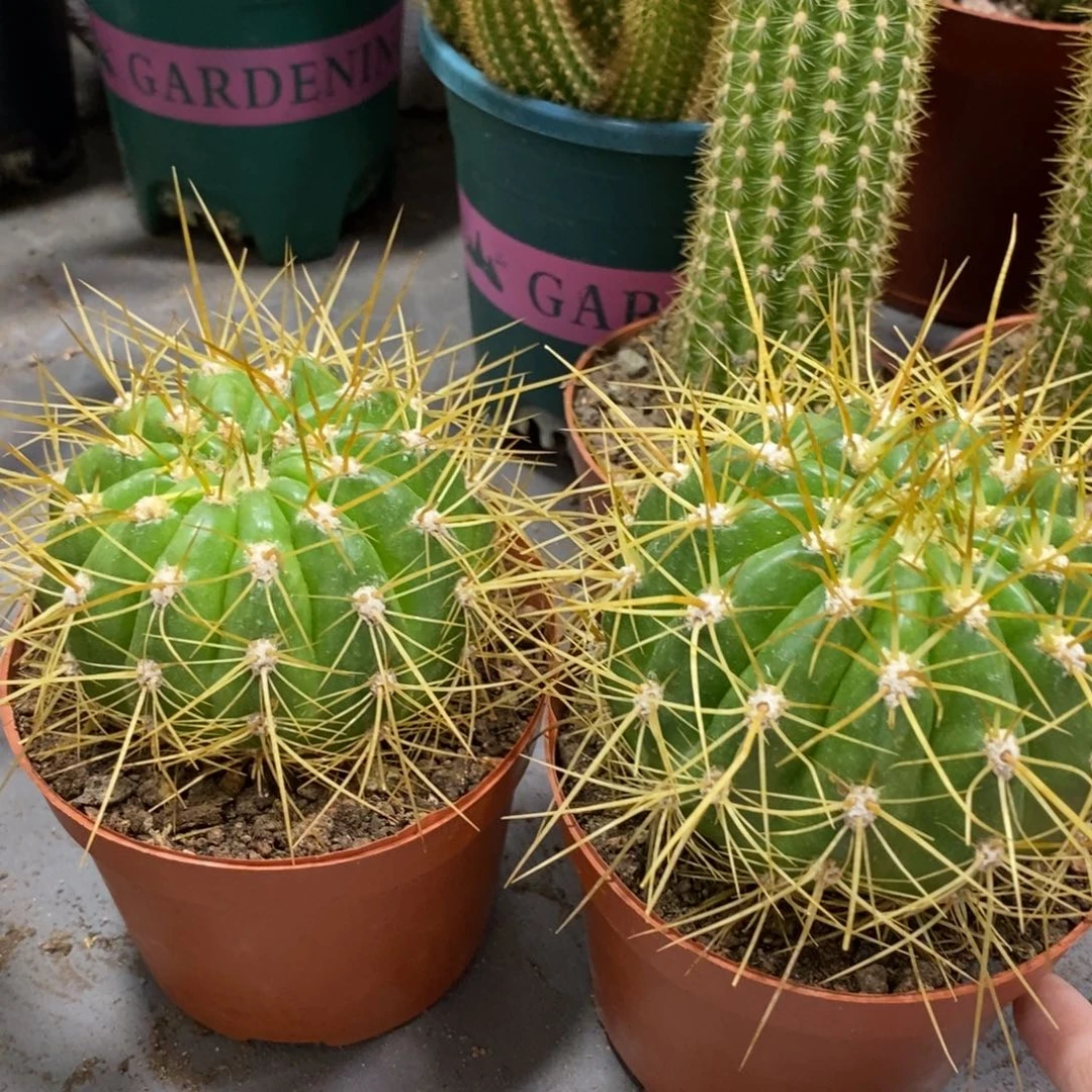 自根克斯丁毛花柱一杯