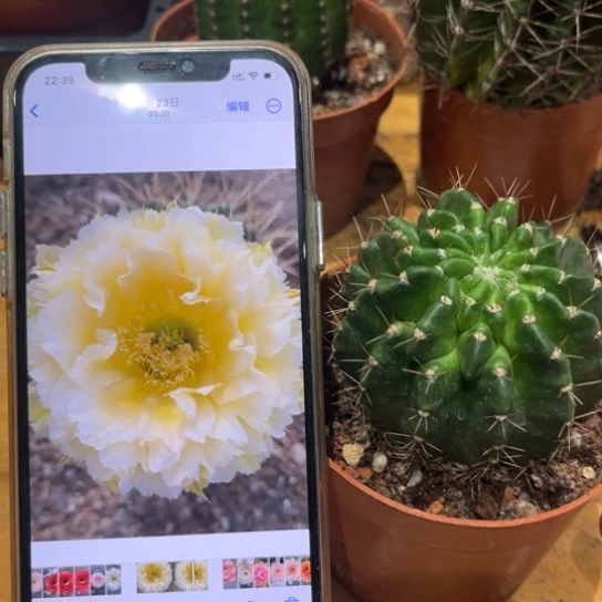 彩草黄牡丹6公分左右