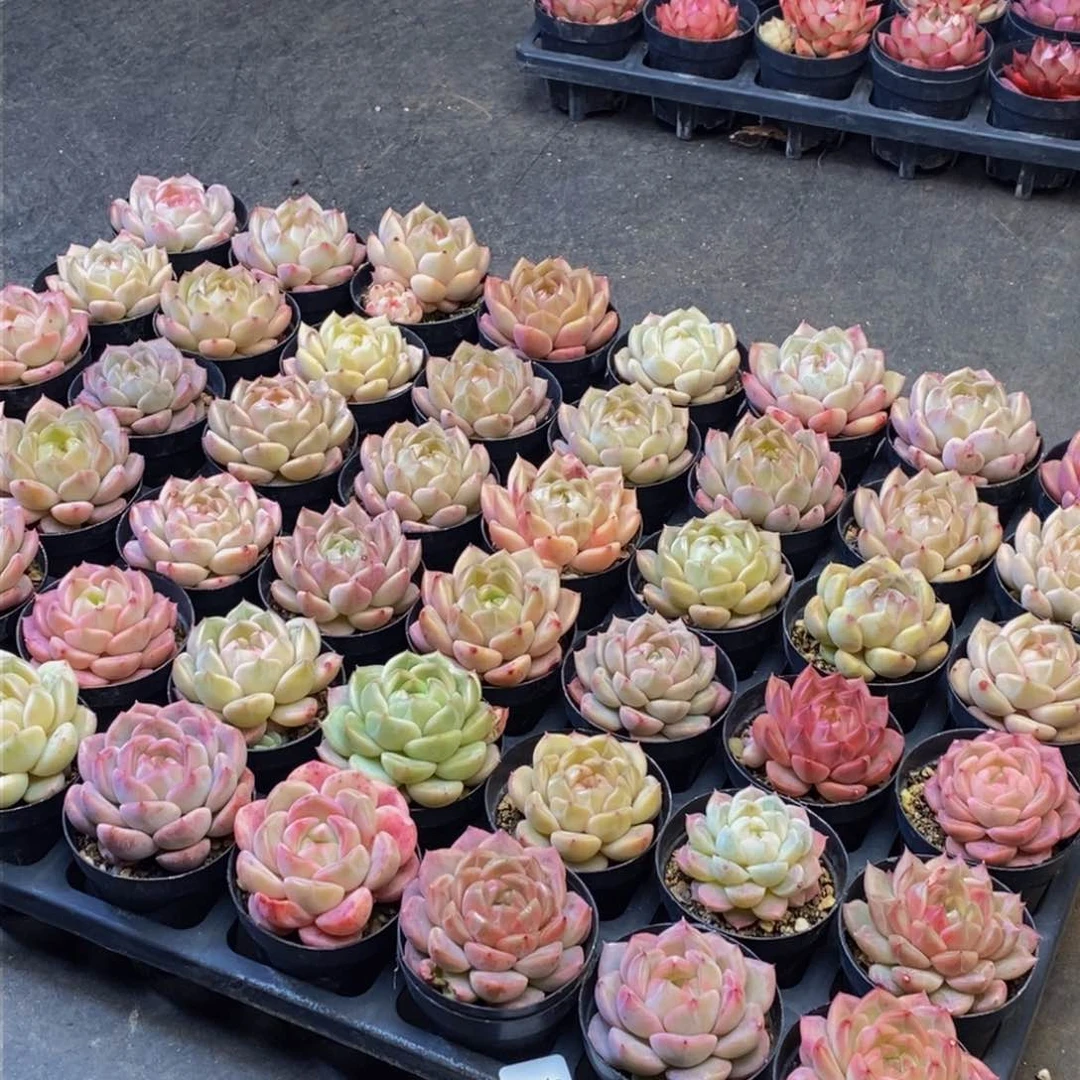 072多肉植物保护研究所量拍6颗