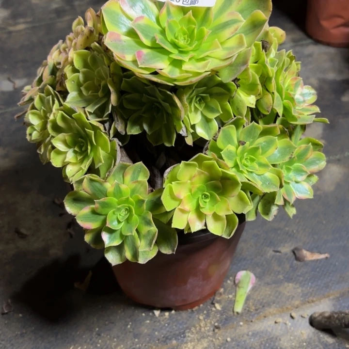 瑞妈，，，。。125雨荷，