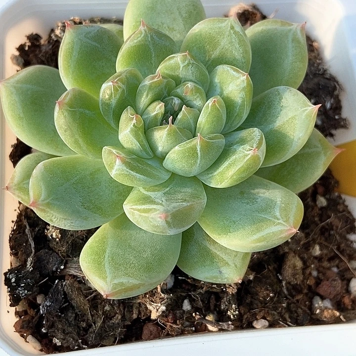 多肉植物雪花641多肉