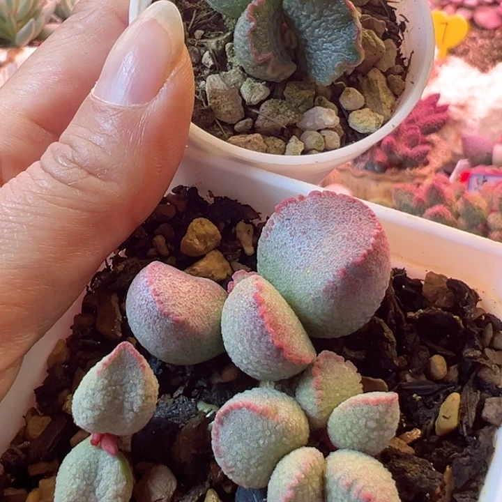 浮**梦感谢支持一物一拍1
