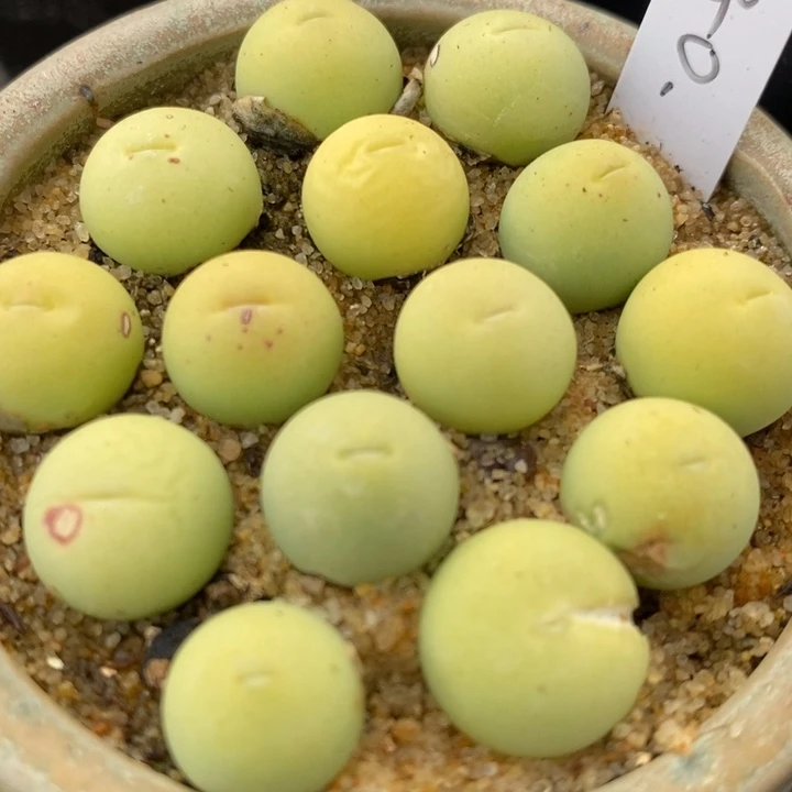 鸽子蛋1颗1厘米左右