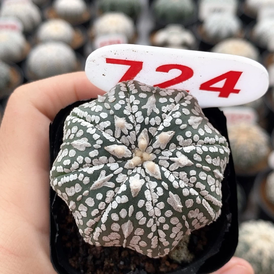 724v兜系列福利来啦