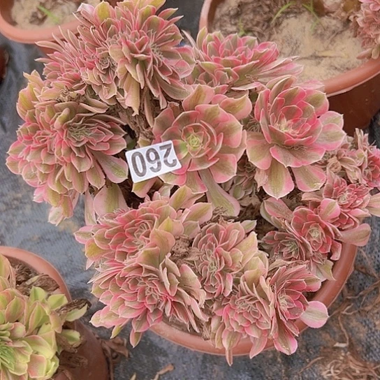 唯***3多肉植物一个女巫