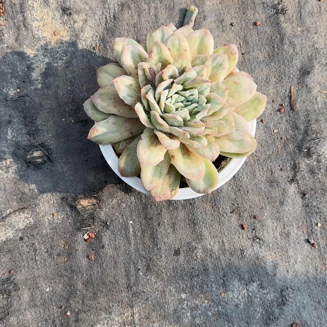 铭*?泡泡莎裙多肉 000000000