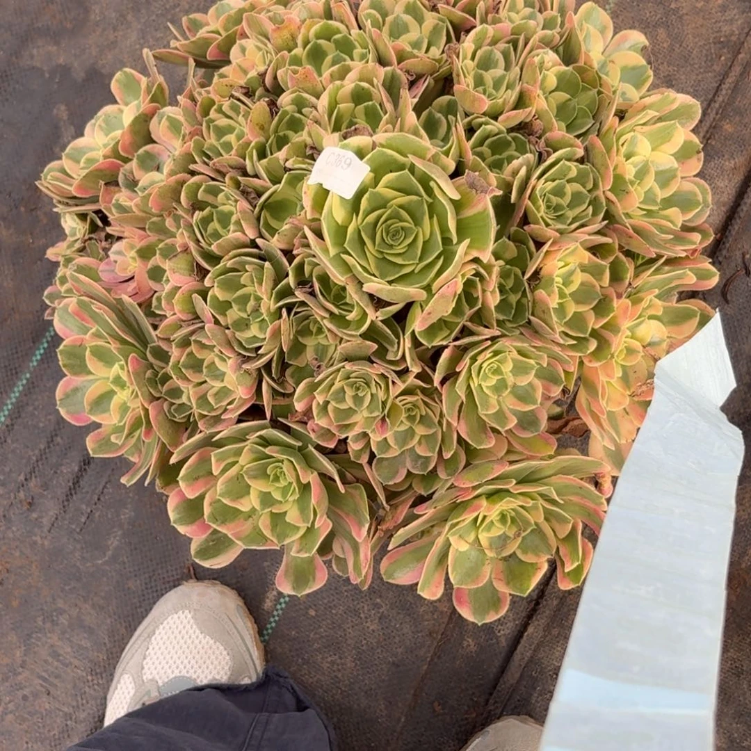 369超级大女妖多肉植物发货