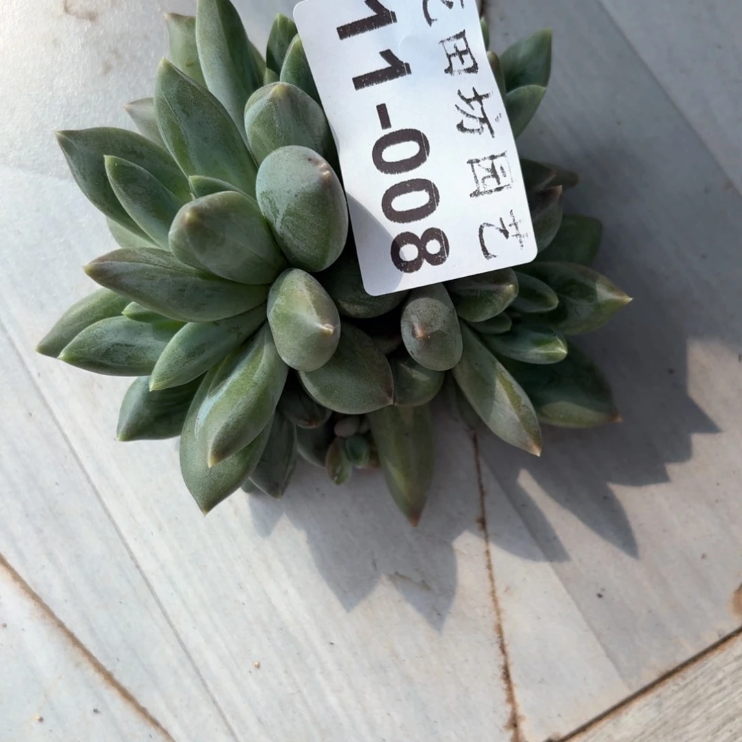 11.008重楼多肉一个