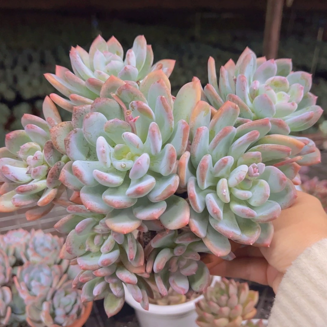 灰姑娘五大头起发，230杯