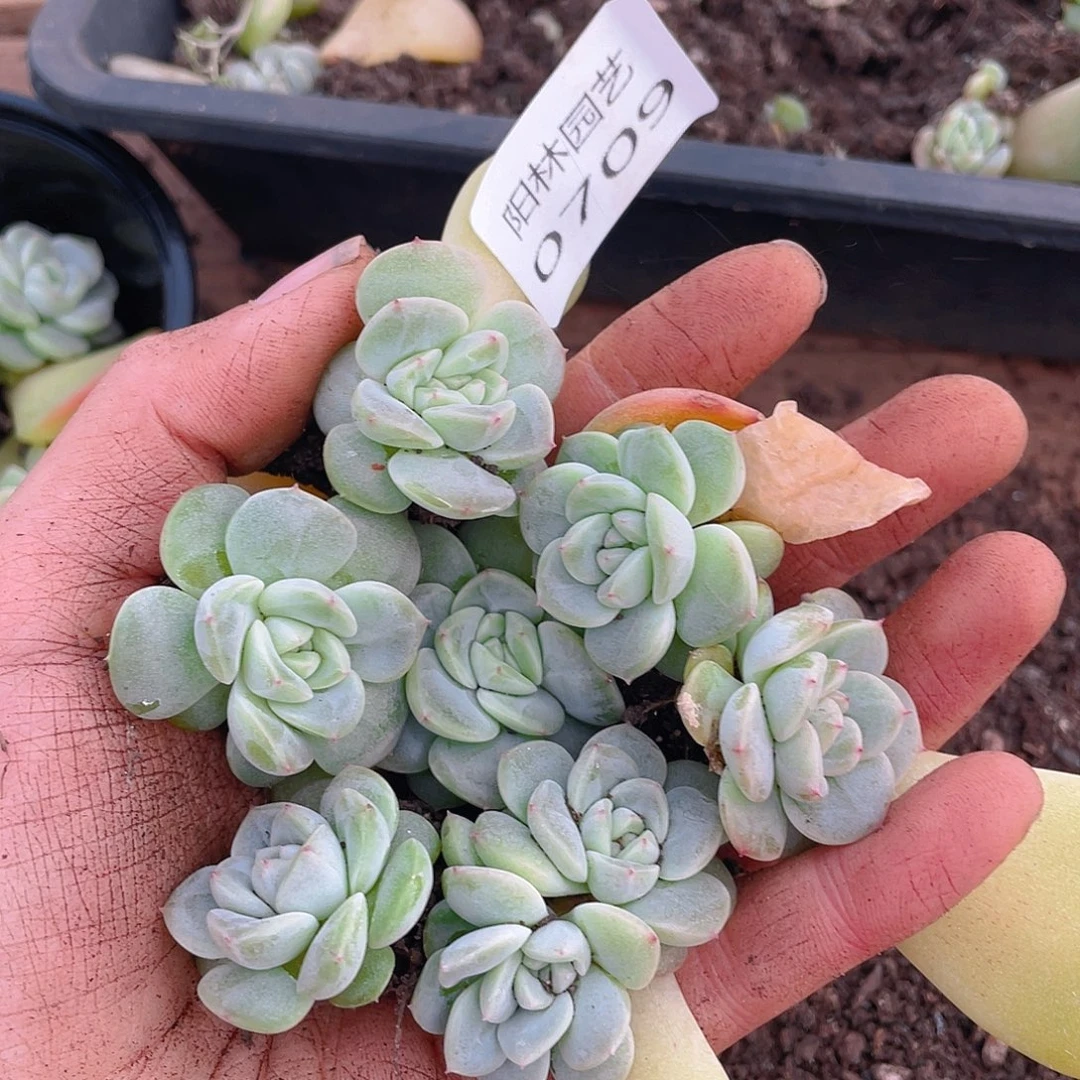 多肉植物多肉植物709