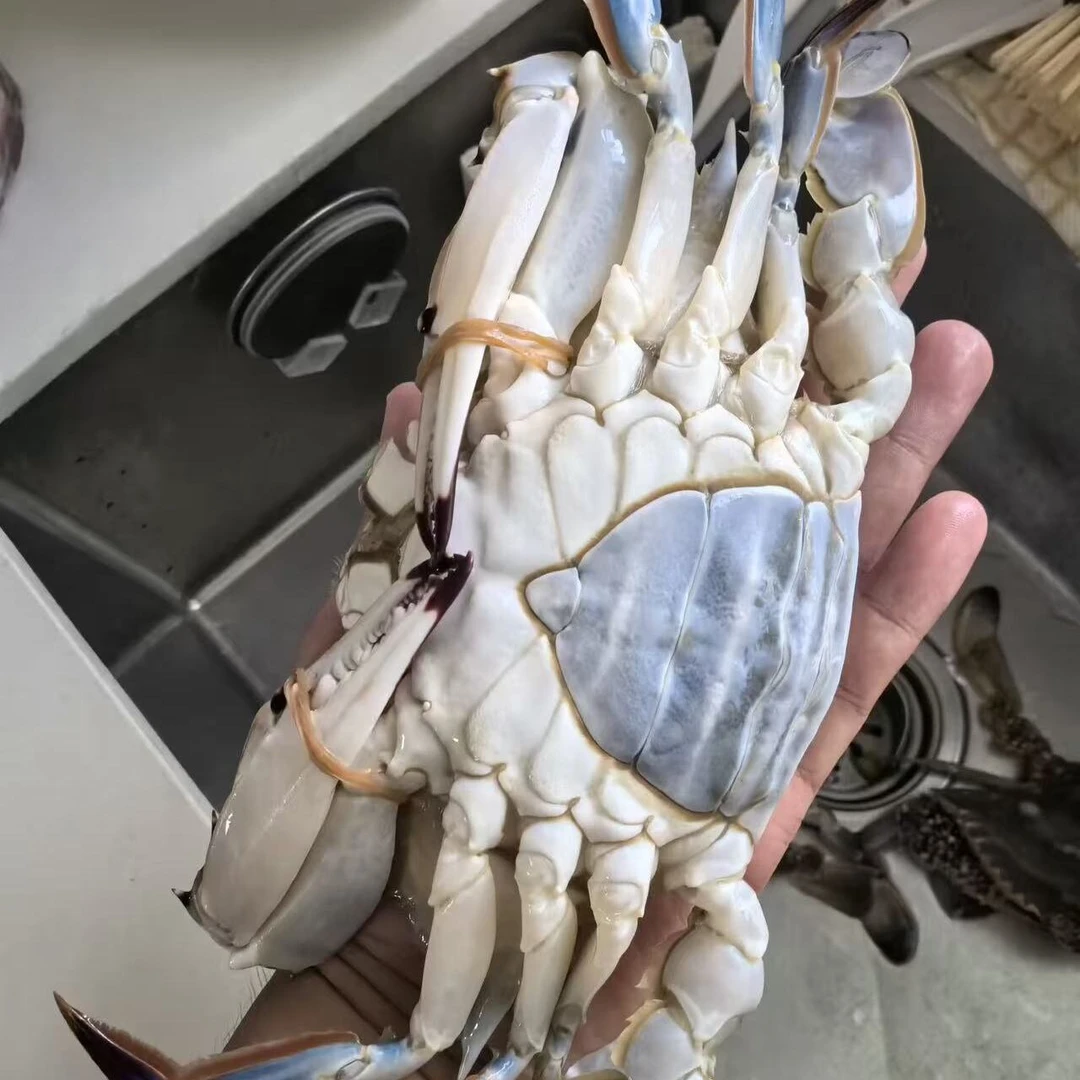 【冻蟹】梭子蟹母蟹呛蟹原料3斤9只左右2-9两/只（不可清蒸）