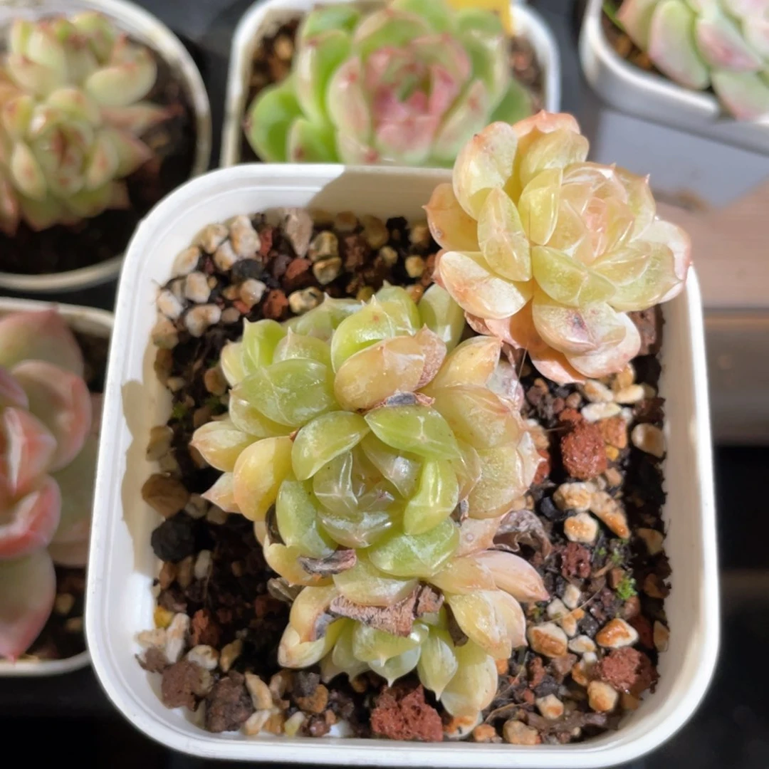 优选白恋福利910