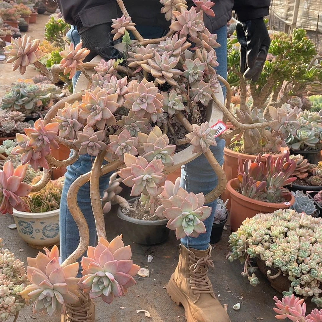 1114淡雪一物一拍多肉