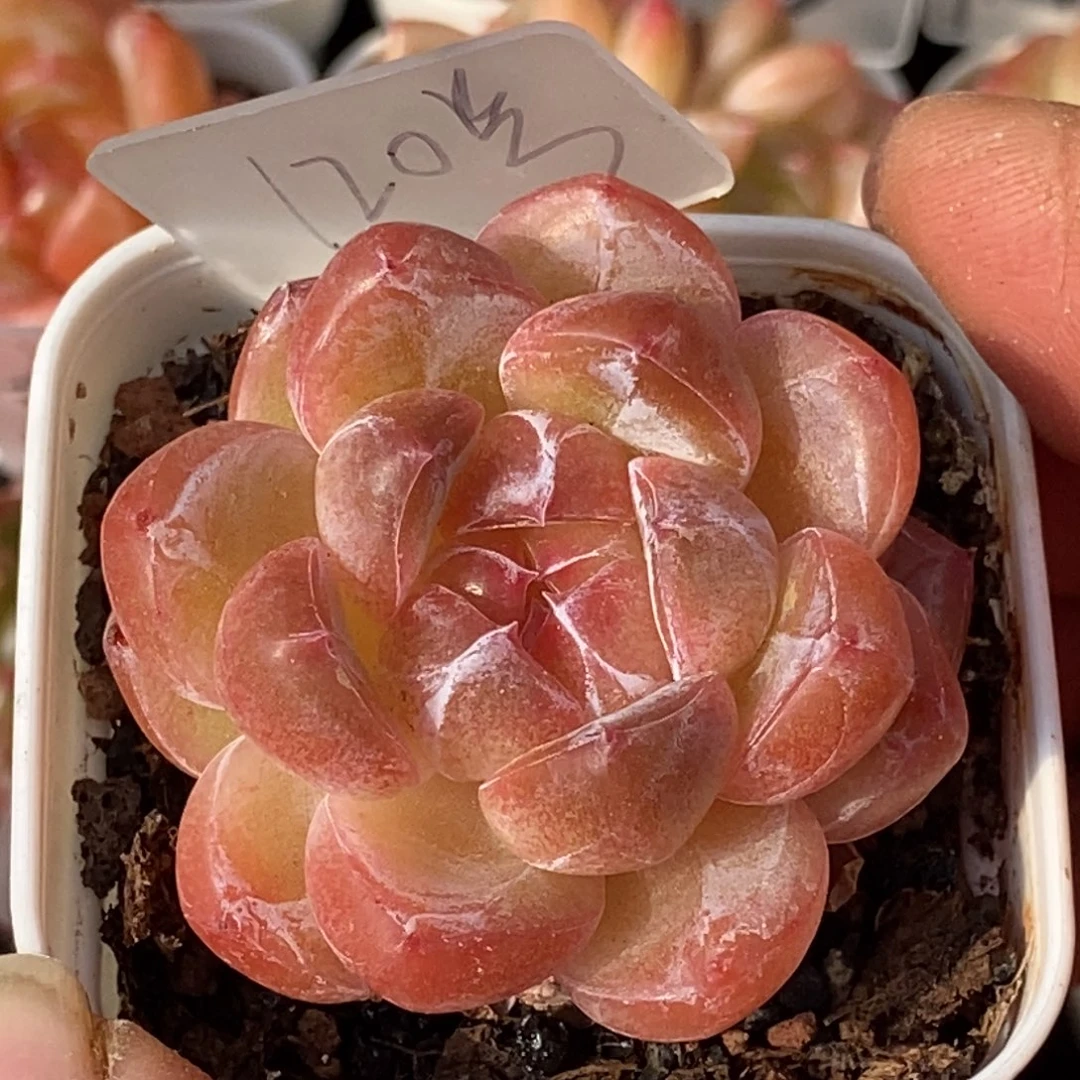 天官赐福百无禁忌