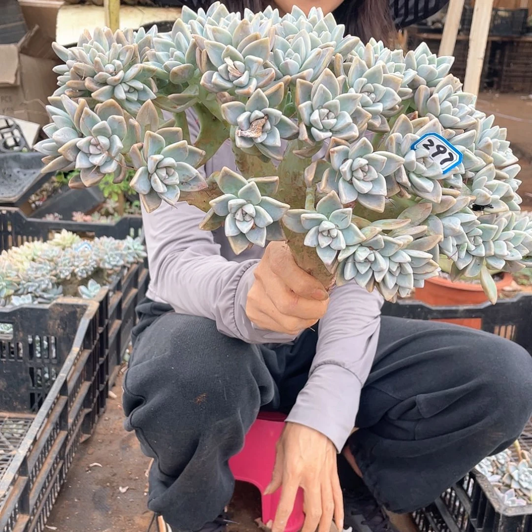 297 一物一拍淡雪缀