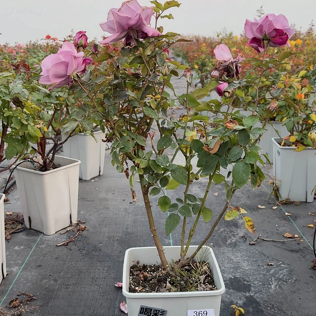 当前无花朵，栽培后可花朵369