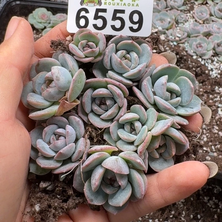 多肉植物多肉植物