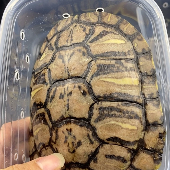 巴西彩龟母6666666