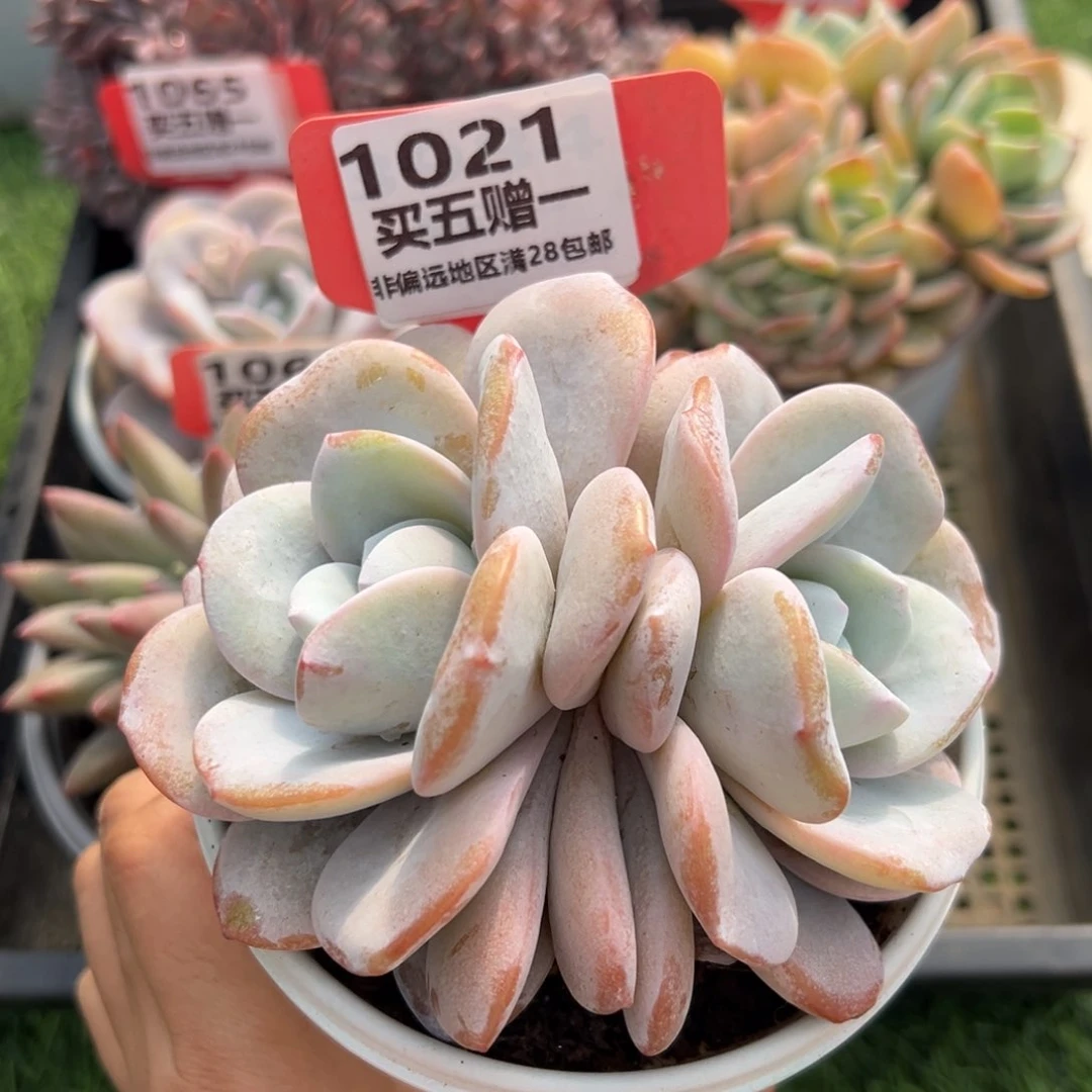 表妹精品多肉，1021.