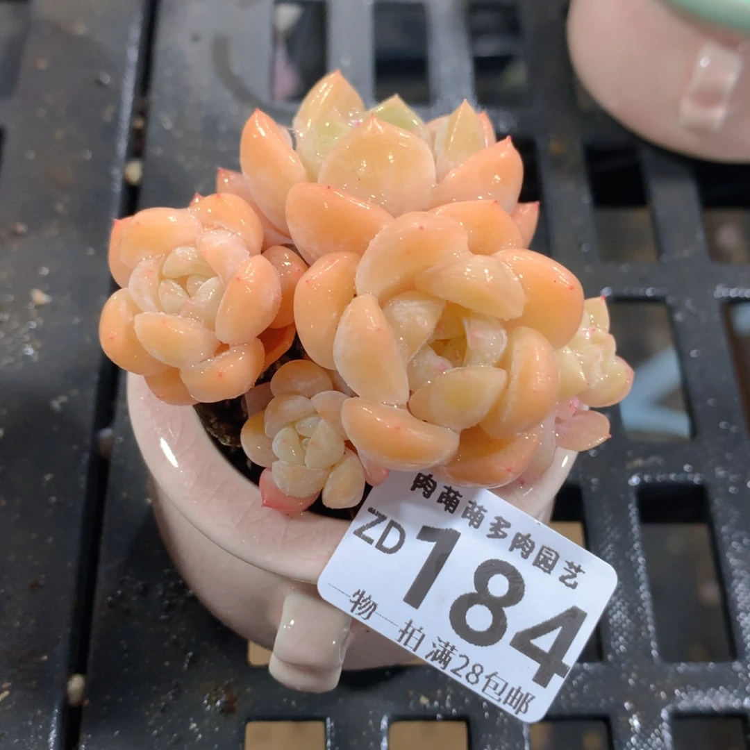 肉萌萌拇指盆精控多肉ZD184