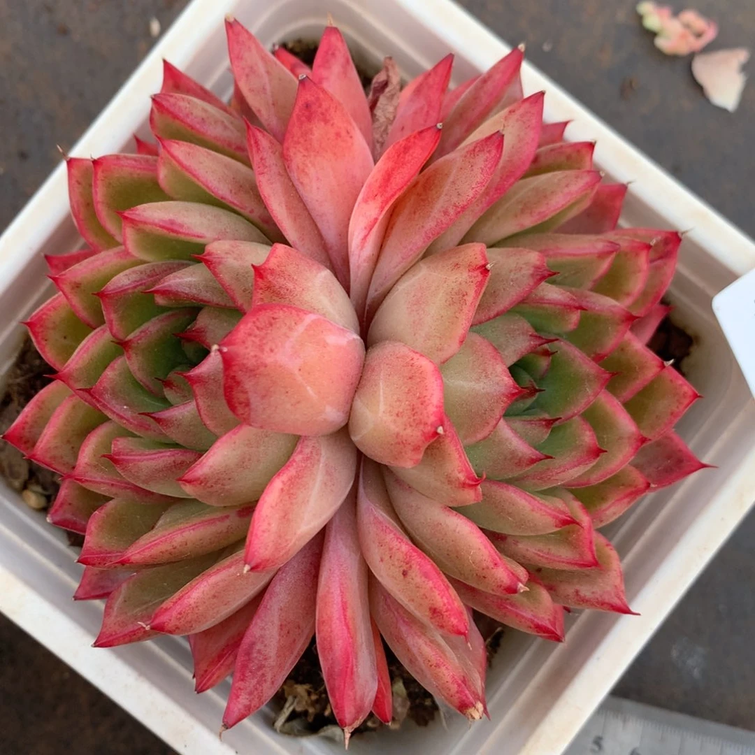 39杂交精品基地9厘米