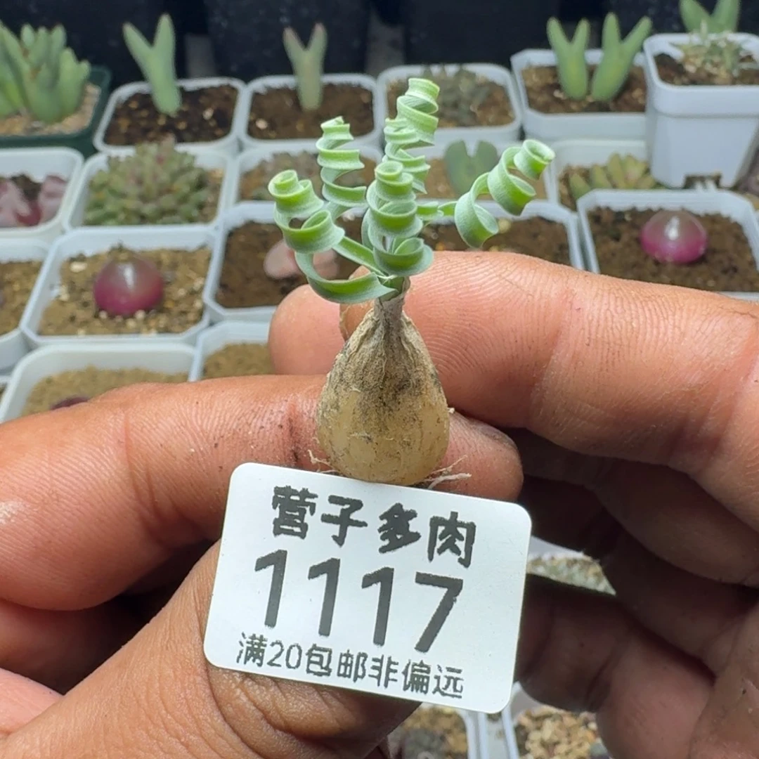 发卷弹。