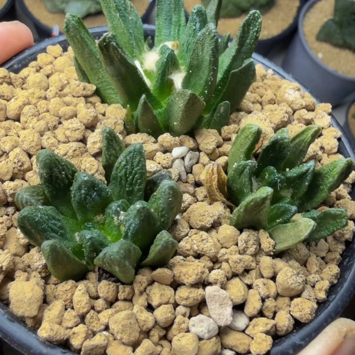 有颗指纹有个带锦3颗打包