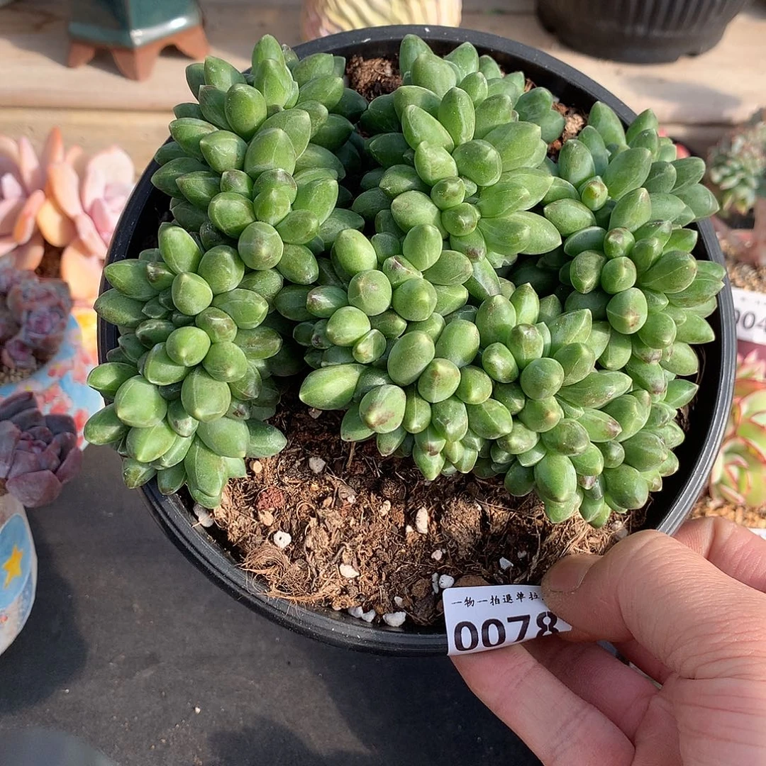 0078千代田缀化一颗14厘米