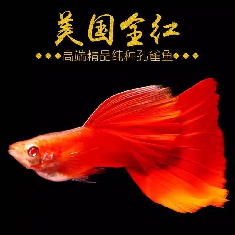 （4～6厘米）全红大种鱼繁殖能力强个个大肚带孕母