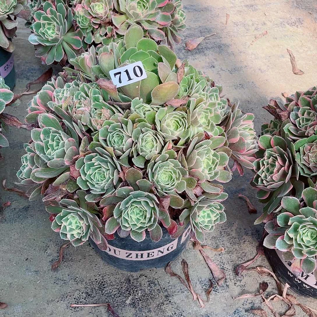 无花朵悠*多肉植物粉水晶寄养710