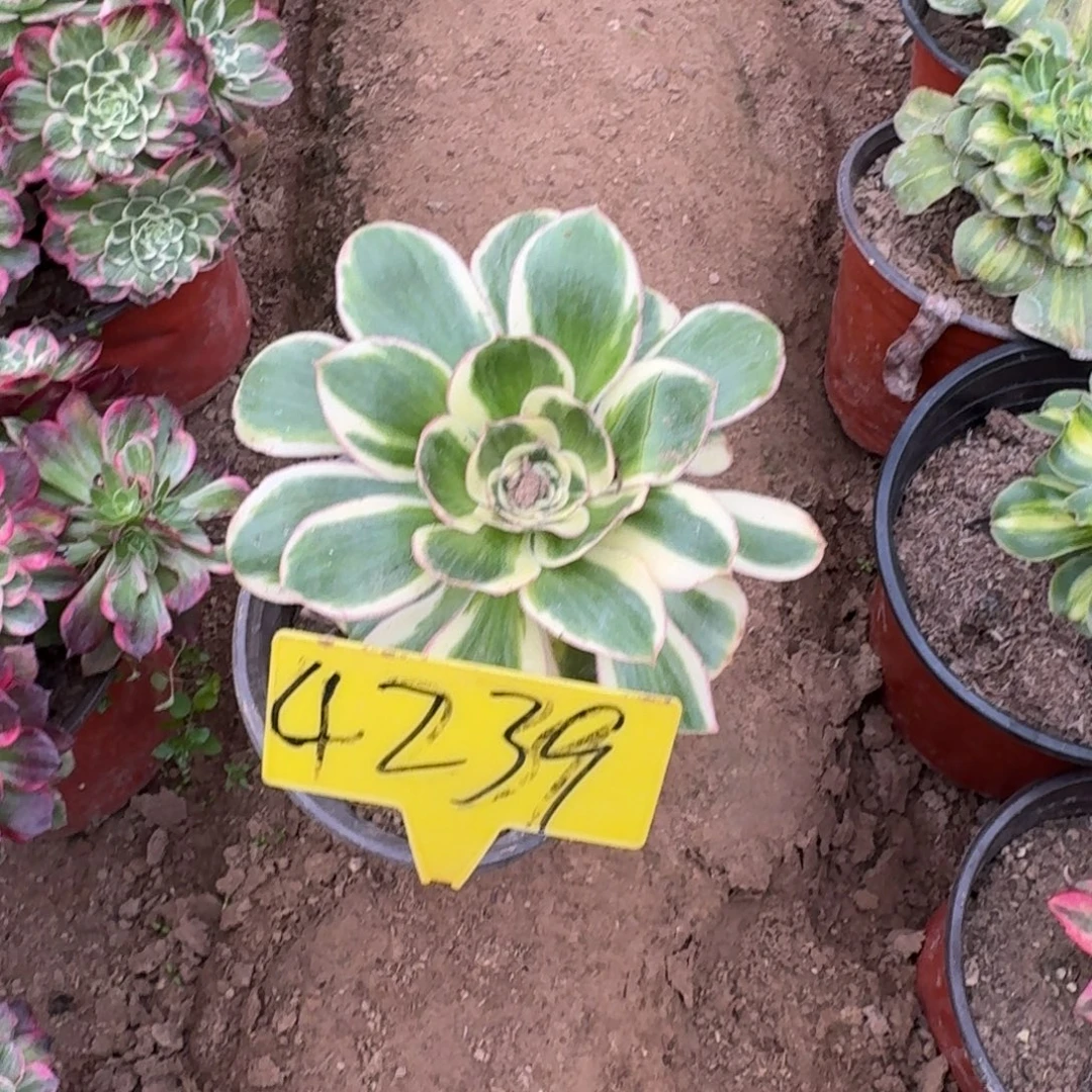 4239---多头多头多头