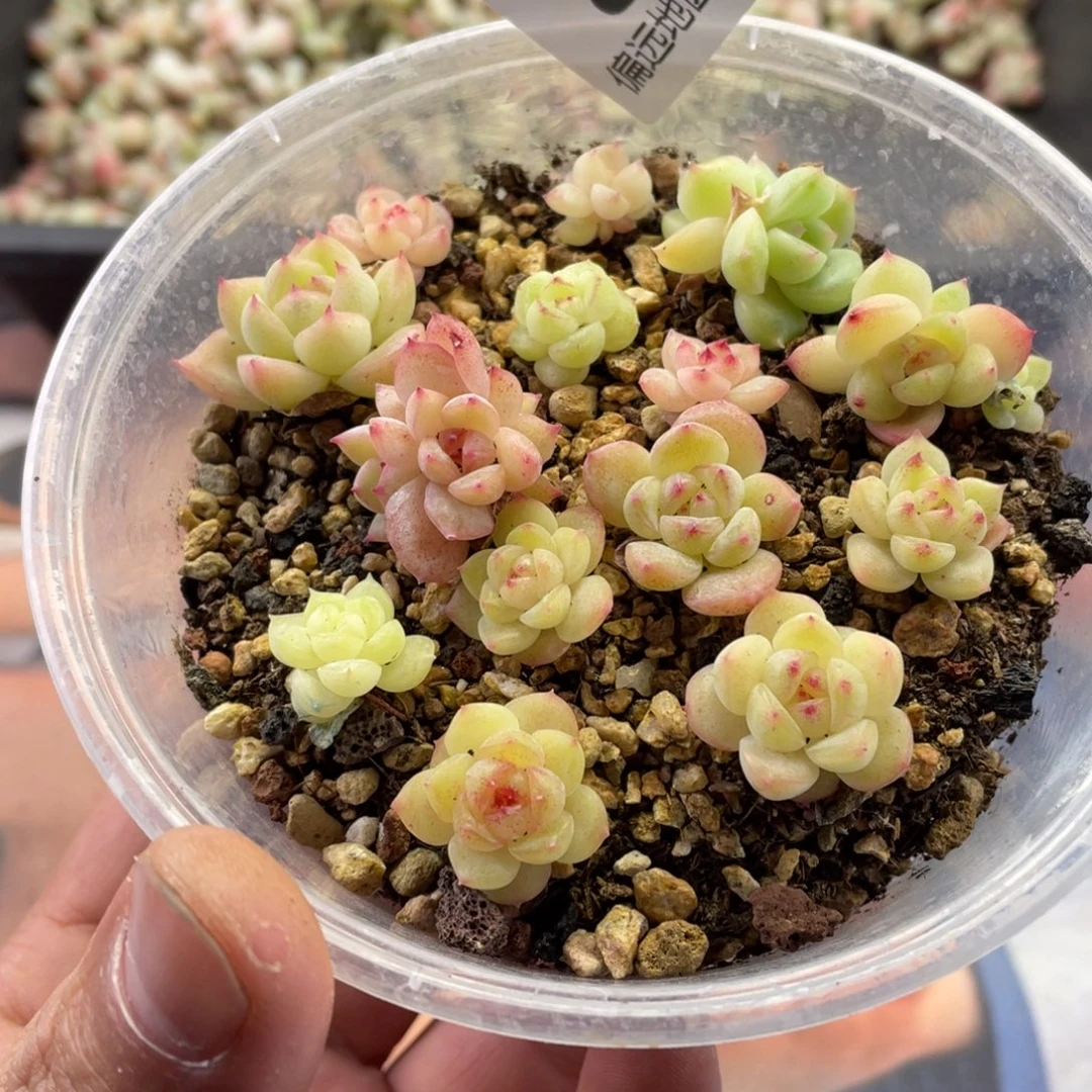 珍妮混一物一拍015…