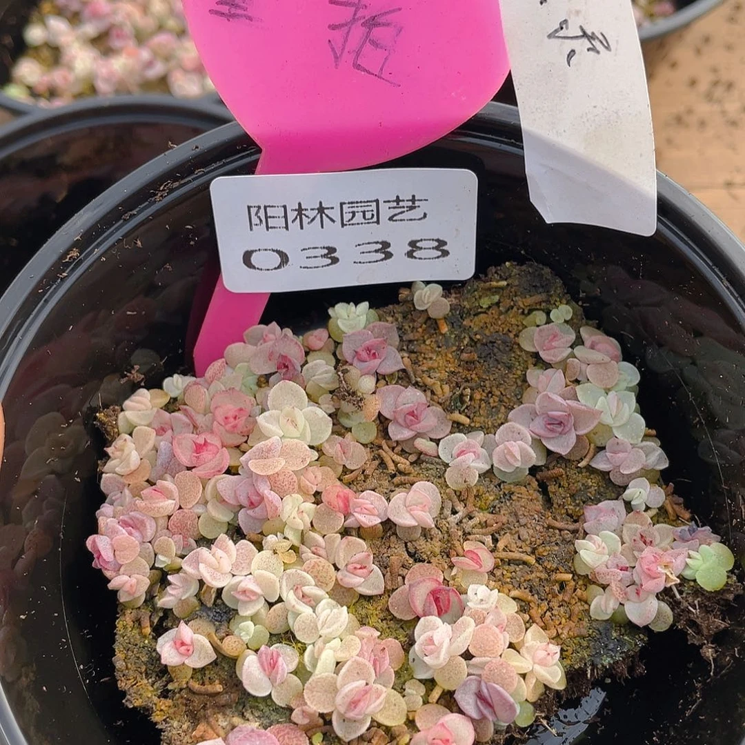 量拍多肉植物多肉植物338