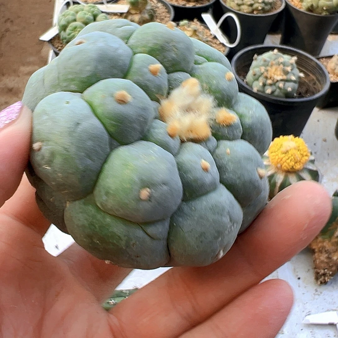 苗接落地无根尺寸7