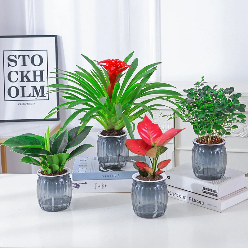 【四件套】鸿运当头吉利红九里香金钻绿植好养室内盆栽灰色南瓜盆