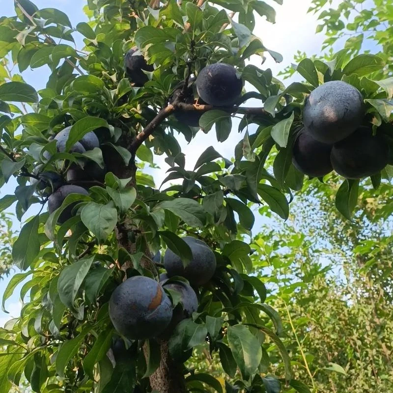 （平谷）美味爽口大李子。安心放心。一口吃出几十年的美味。北京市