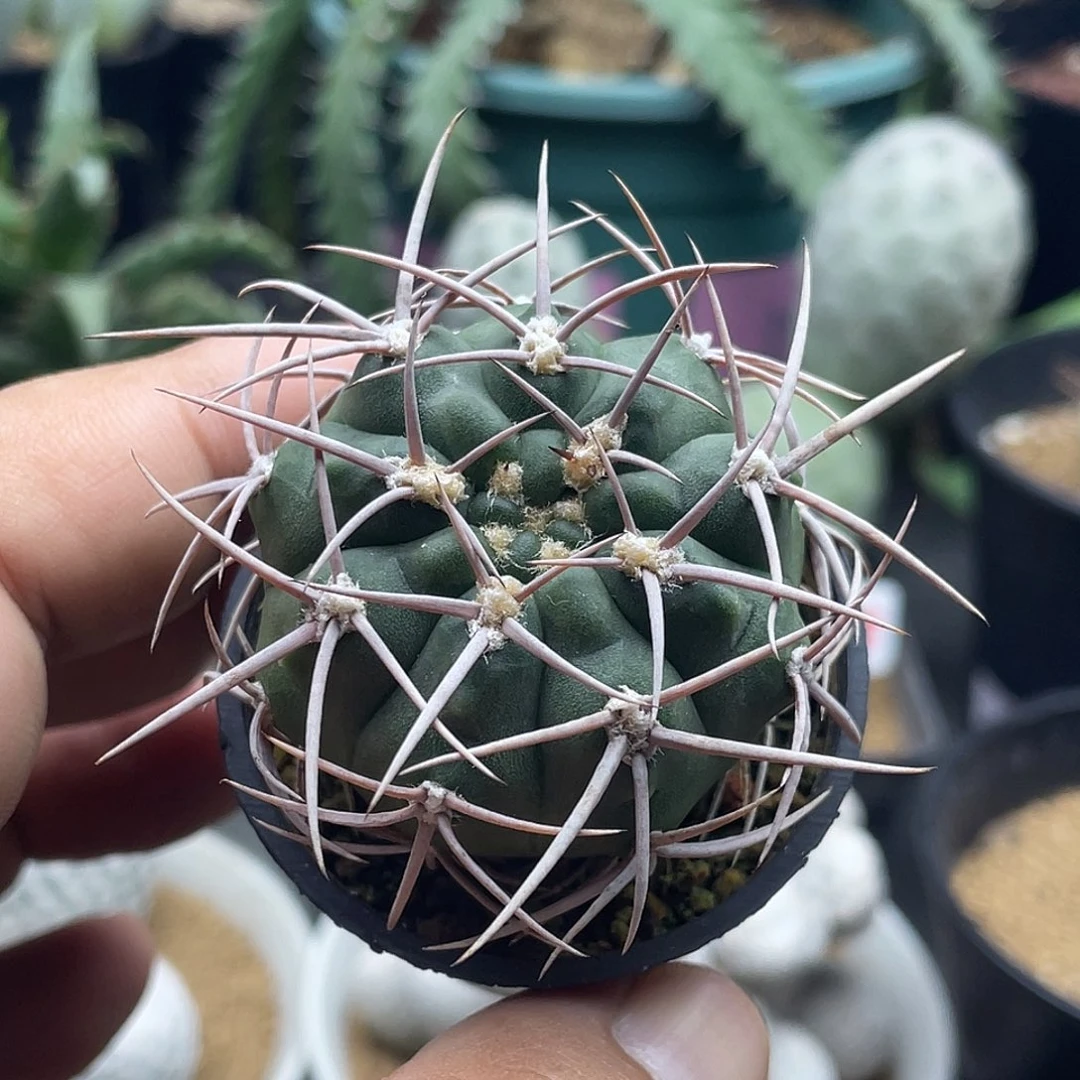 实生狂刺碧岩玉仙人球
