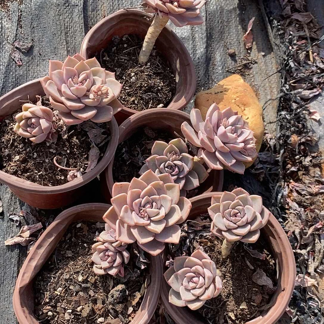 红粉佳人5盆多肉植物